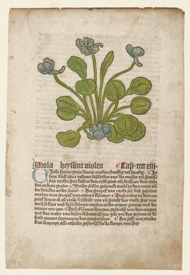 Viola, from Gart der Gesundheit (Mainz, 1485), Johannes de Cuba