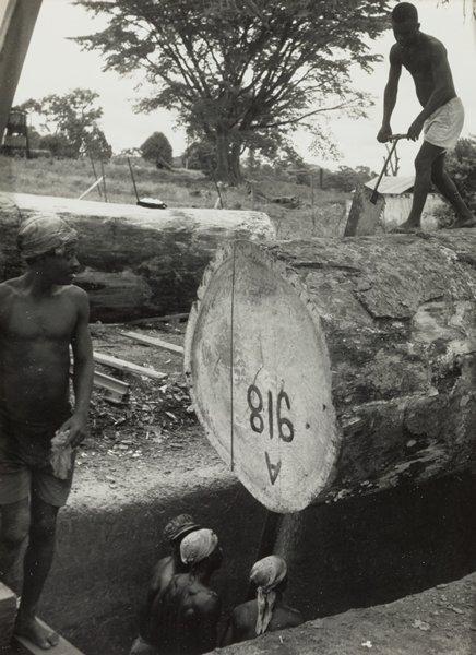 Black and white photograph of a group of men using a double handled saw on a large log while another young man looks on from the L side of the image