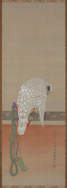 Tethered white hawk